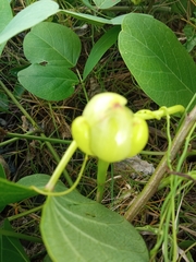 Ipomoea violacea