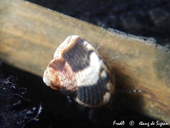 Steromphala varia