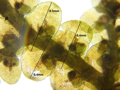 Frullania selwyniana