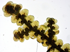Frullania selwyniana