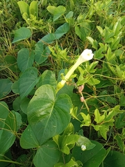 Ipomoea violacea