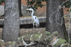 Ardea cinerea