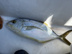 Caranx bartholomaei
