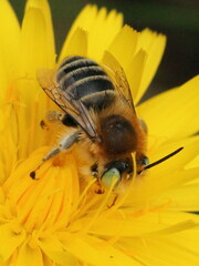 Anthophora bimaculata