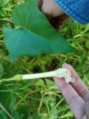 Ipomoea violacea