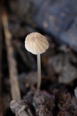Phloeomana speirea