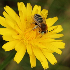 Anthophora bimaculata