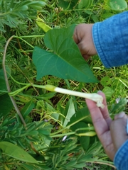 Ipomoea violacea