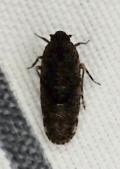 Catonia