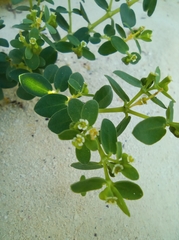 Euphorbia mesembryanthemifolia