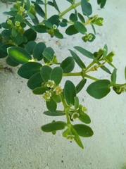 Euphorbia mesembryanthemifolia