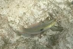 Halichoeres maculipinna