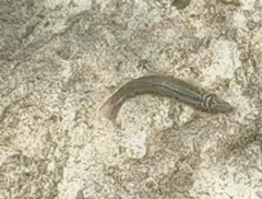 Halichoeres maculipinna