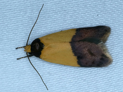 Heteroteucha dichroella