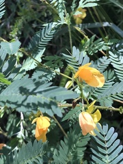 Chamaecrista