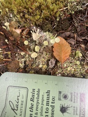 Cladonia fimbriata