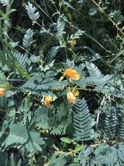 Chamaecrista