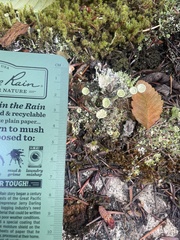 Cladonia fimbriata