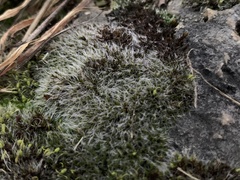 Grimmia