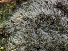 Grimmia