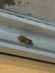 Eleutherodactylus coqui