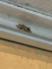 Eleutherodactylus coqui