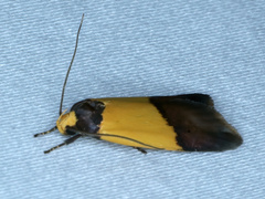 Heteroteucha dichroella