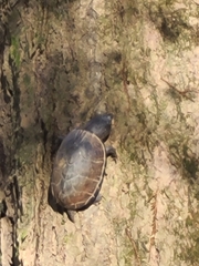 Sternotherus intermedius