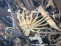 Paranemonia cinerea