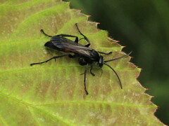 Anoplius viaticus