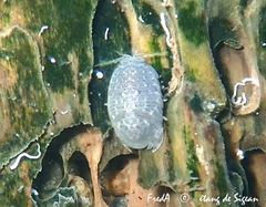Sphaeroma serratum