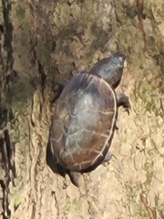 Sternotherus intermedius