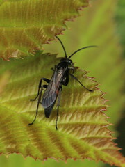 Anoplius viaticus