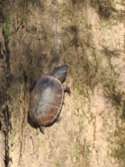Sternotherus intermedius