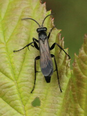 Anoplius viaticus