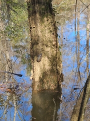 Sternotherus intermedius