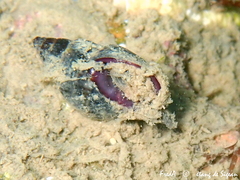 Tritia corniculum