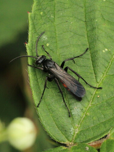 Black-banded Spider Wasp, photo 4 of 10