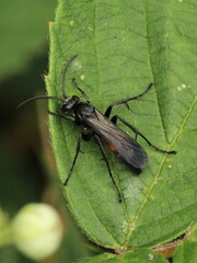 Anoplius viaticus