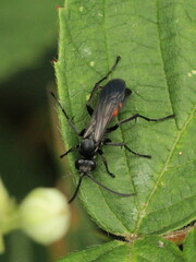 Anoplius viaticus