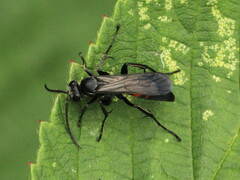 Anoplius viaticus