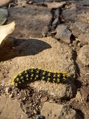 Leucanella