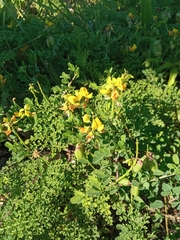 Crotalaria pumila
