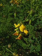 Crotalaria pumila