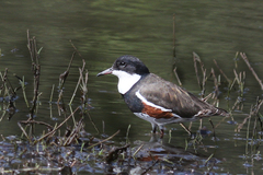 Erythrogonys cinctus