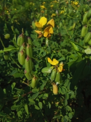 Crotalaria pumila