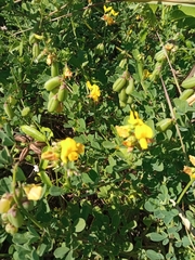 Crotalaria pumila