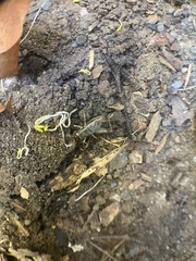 Gryllidae