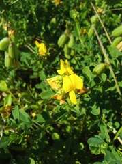Crotalaria pumila