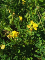 Crotalaria pumila